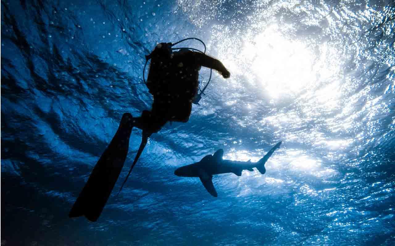 Daily Dives Daily Dives